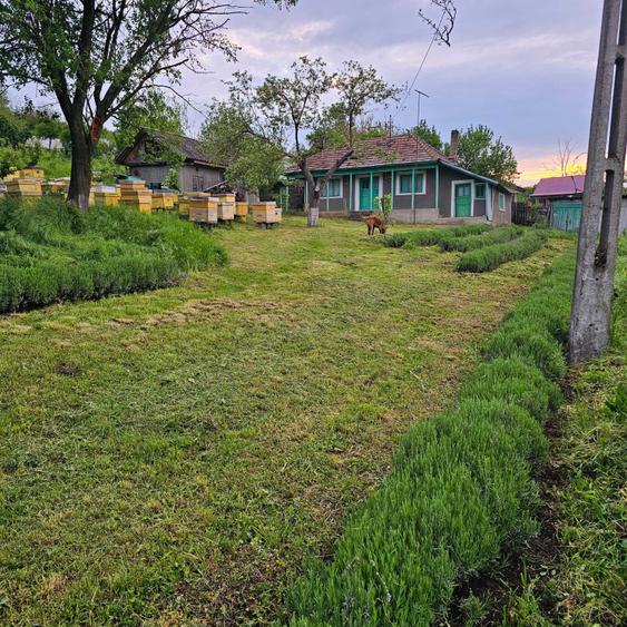Casă cu 2 camere cu Teren 5000 Mp în Roșu