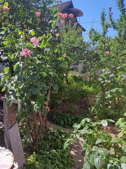 URGENT ! Casa 2 camere pe un nivel , Str. Basarabia , 78.800 euro neg. - 11