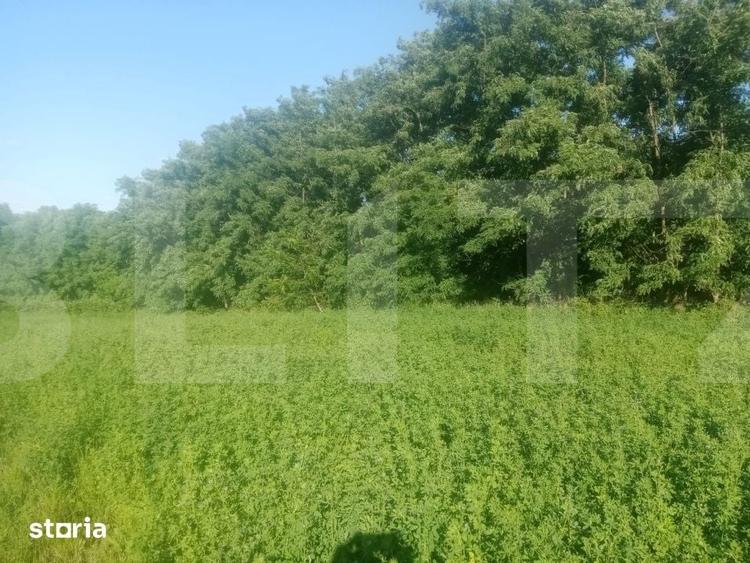 Teren de 3700 mp, în Brăești