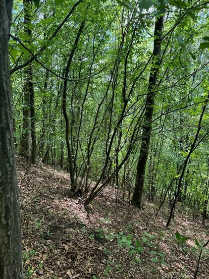 Teren de 5600 mp, în Vărbila