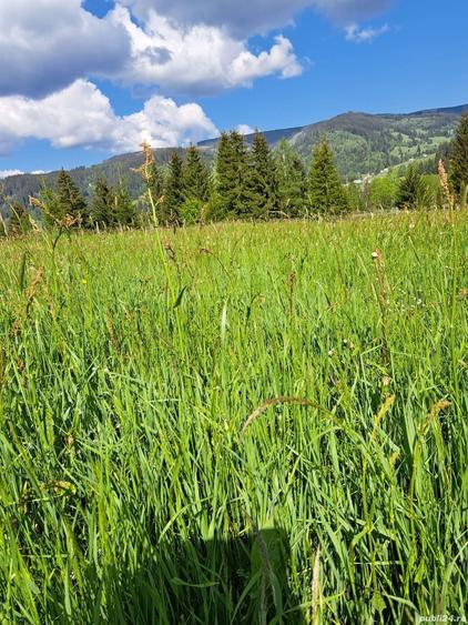 Teren de 2500 mp, în Șaru Dornei