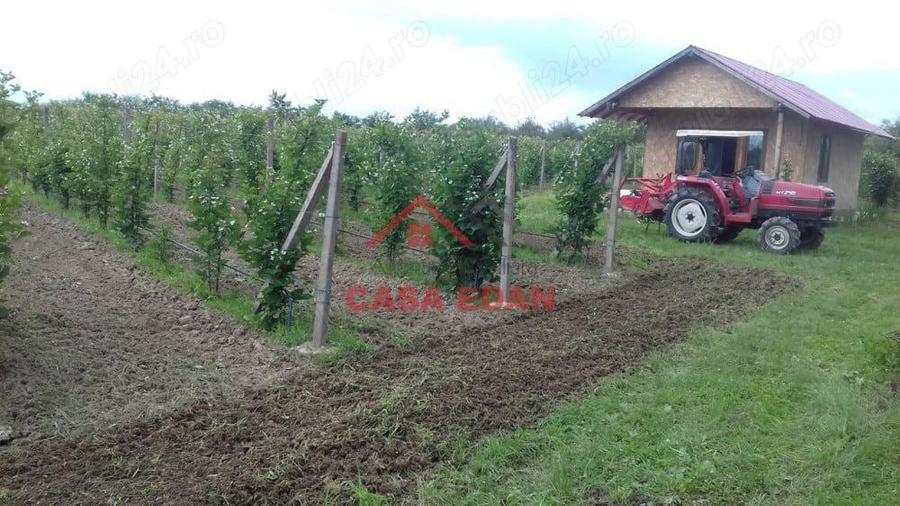 Teren extravilan in Baicoi 10.000mp plantatie mure --80.000e - 1