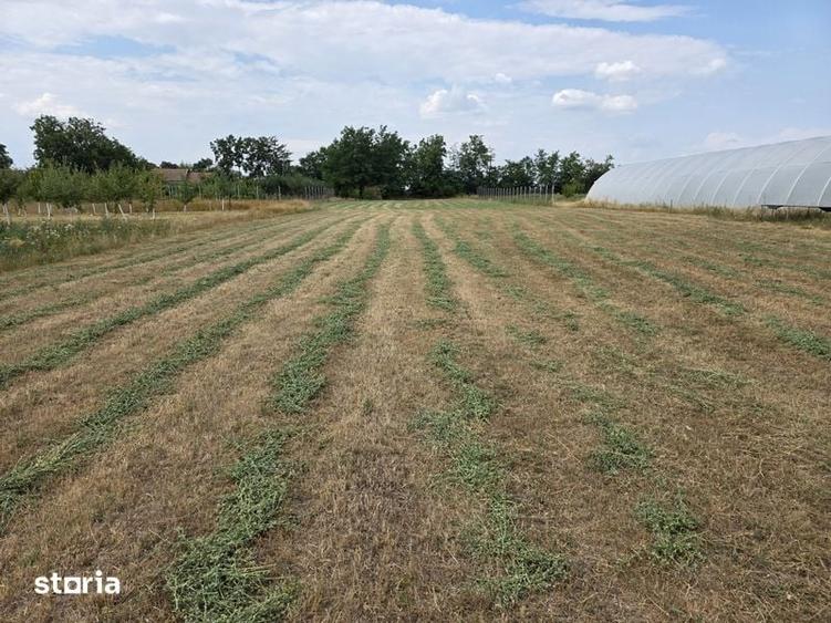 Teren de 2440 mp, în Sânnicolau Român