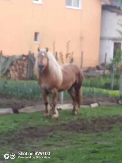 Apartament în Rebra