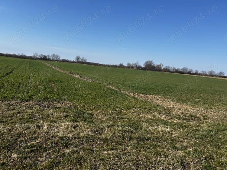 Teren de 4000 mp, în Mărtinești
