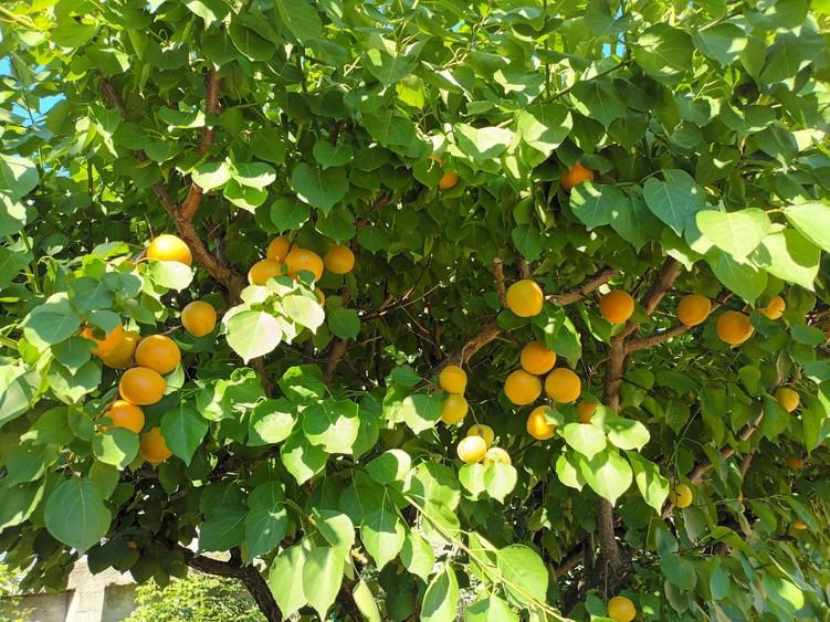 Casă individuală cu 7 camere cu Canalizare în Măgurele