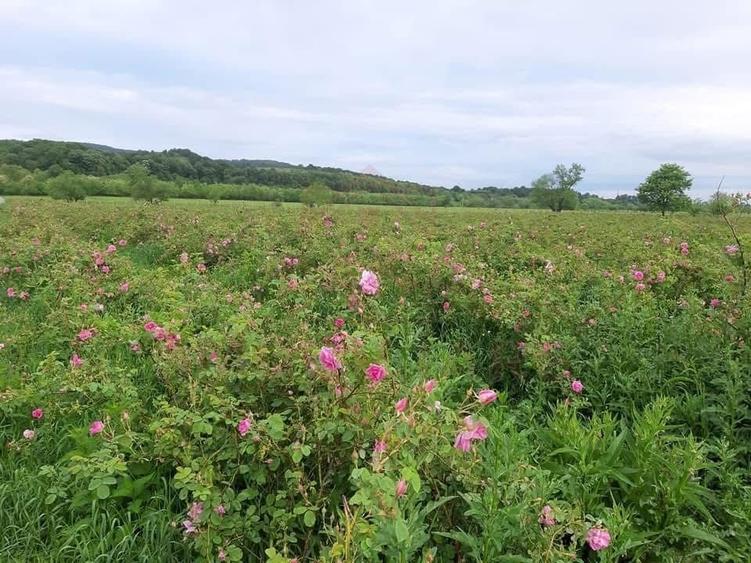 Teren agricol extravilan de 20000 mp, în Vest