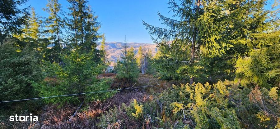 Teren intravilan 3.120 mp in Sohodol, Albac - Muntii Apuseni - 1