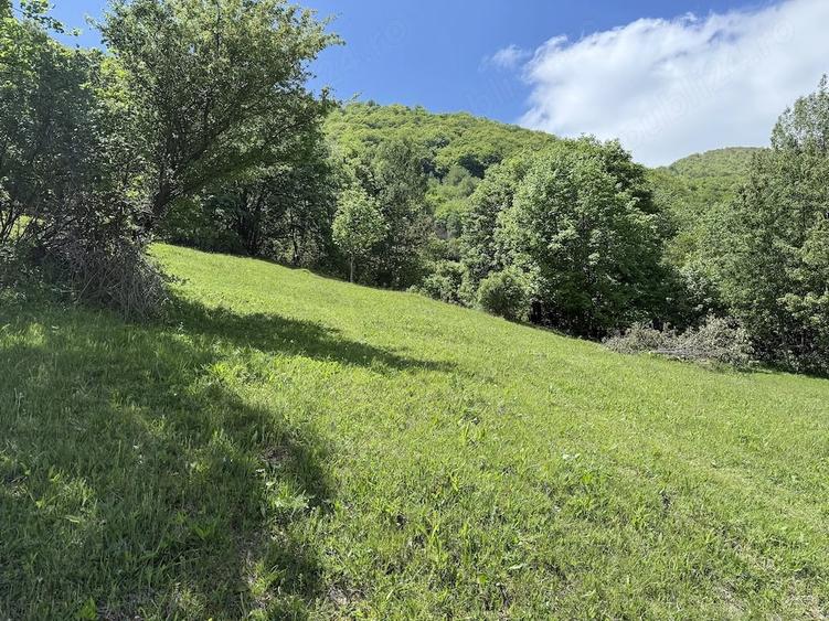 Teren de 10000 mp, în Prisacina