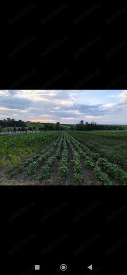 Teren de 2600 mp, în Udești