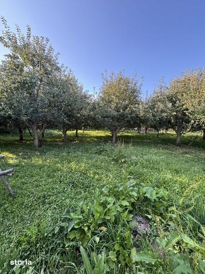 Teren de 5000 mp, în Boteni