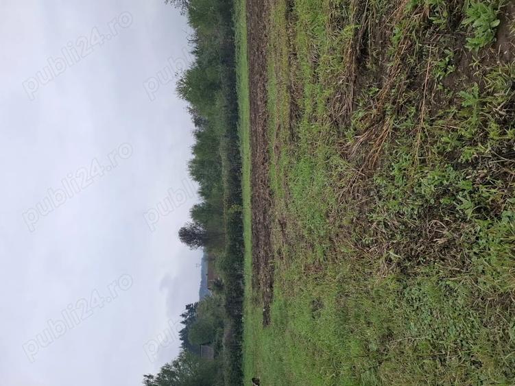 Teren de 1500 mp, în Sălciva