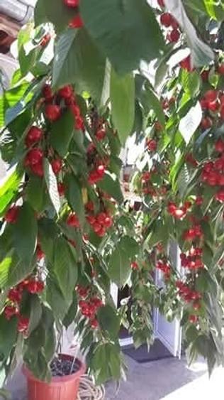 Casă cu Teren 1250 Mp în Brezoaele