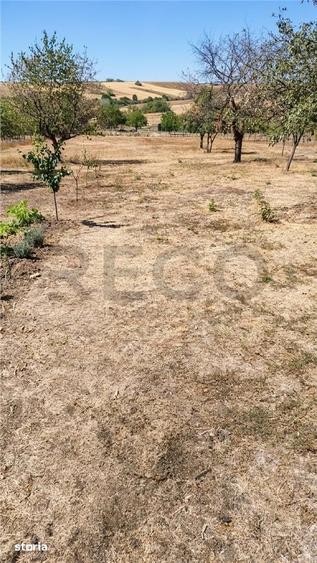 RECO Teren generos in Cetariu - 7