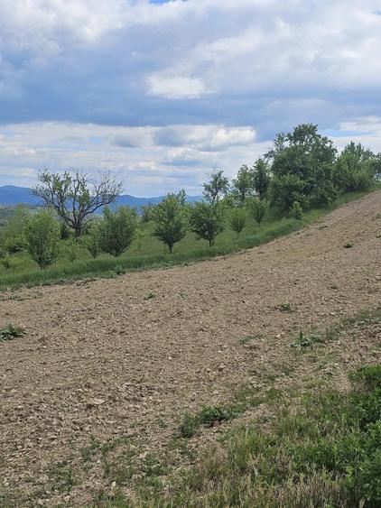 Teren de 50000 mp, în Sichevița