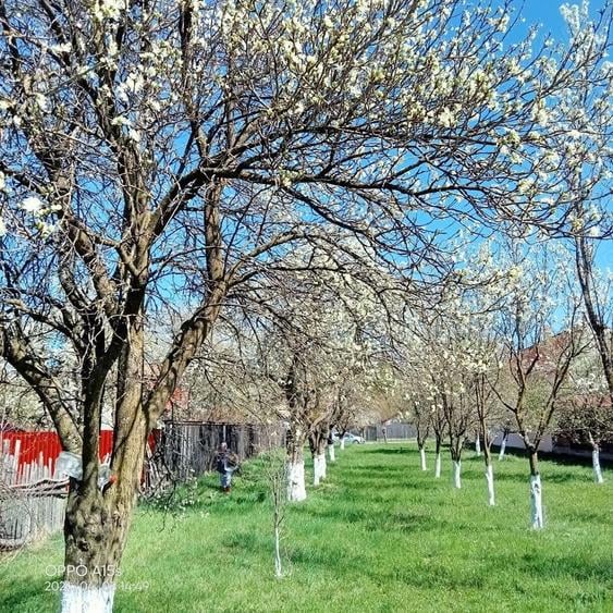 Teren de 2030 mp, în Tărlungeni