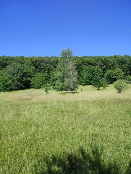 Teren extravilan Pietrosani, Arges - 4