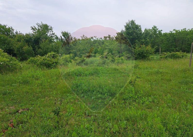 Teren Silistea Snagovului 500 mp apropiere padure - 6