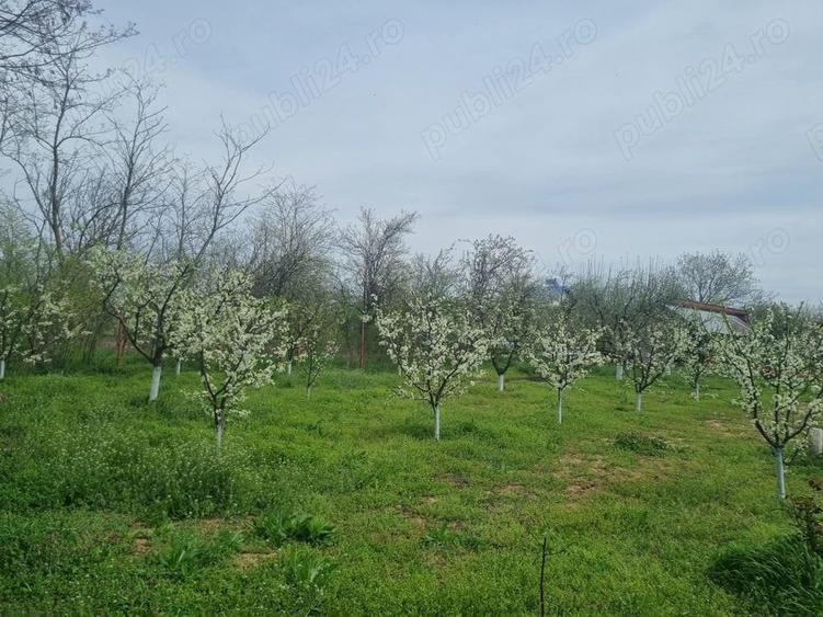 Teren de 2000 mp, în Dridu