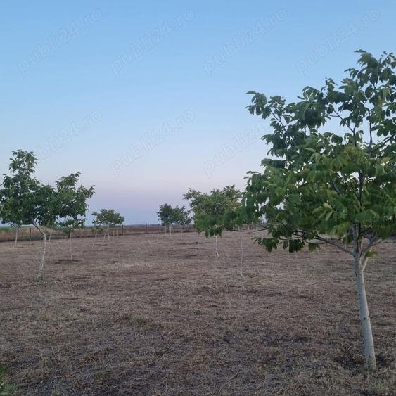 Teren de 10000 mp, în Livada