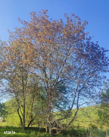 Teren de 1000 mp, în Ciurila