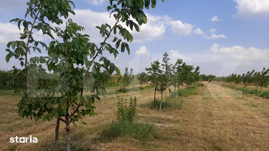 Teren de 405000 mp, în Ivești