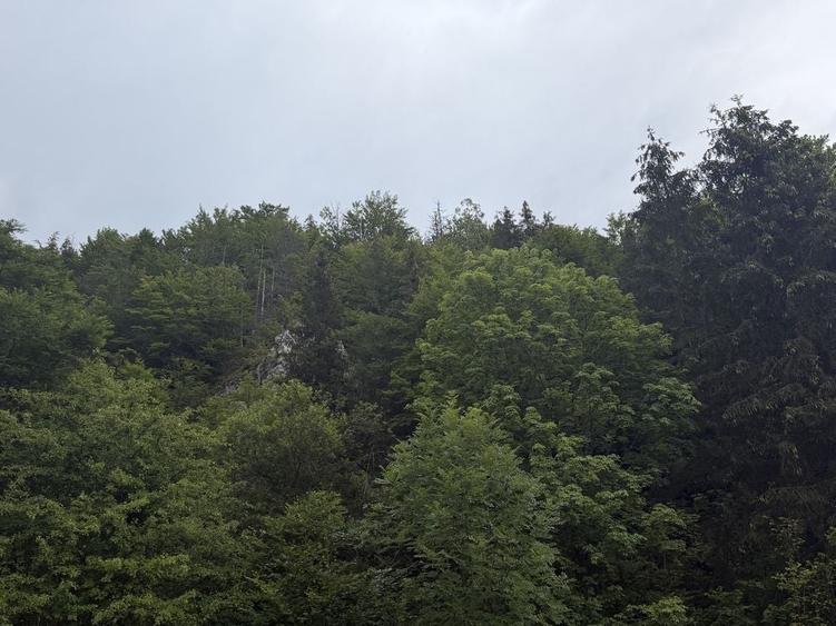 Teren de 7167 mp, în Scărișoara