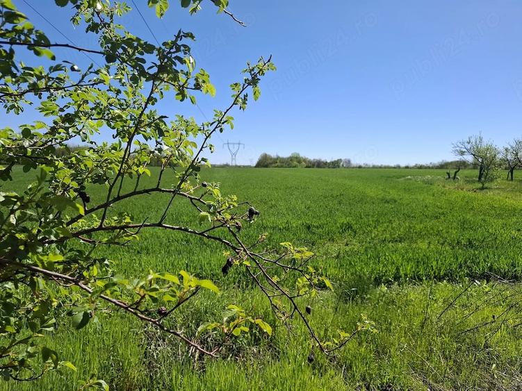 Teren de 4300 mp, în Vedea