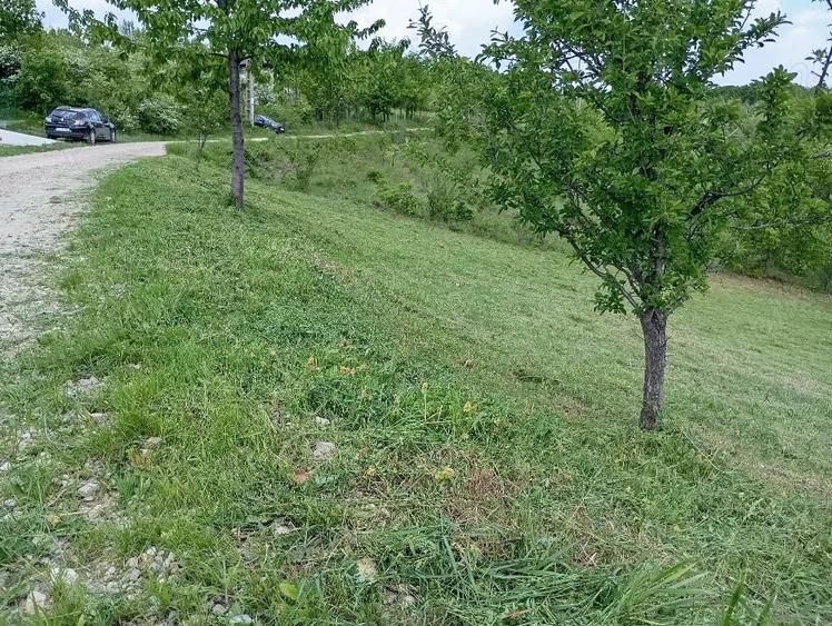 Teren de 1370 mp, în Băbana