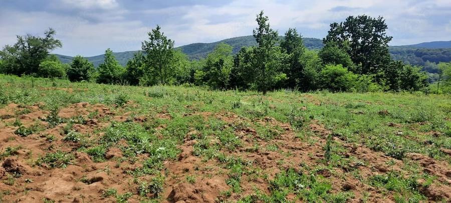 Teren de 3000 mp, în Luncani