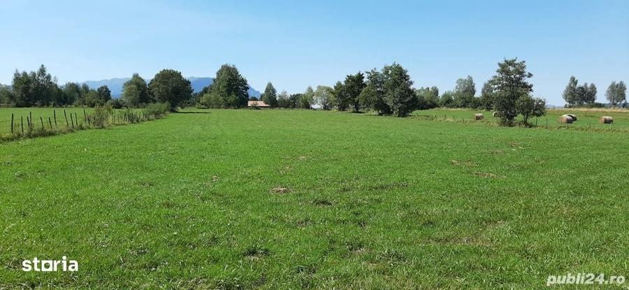 Teren 9350 mp Bran Livada, Extravilan - 6