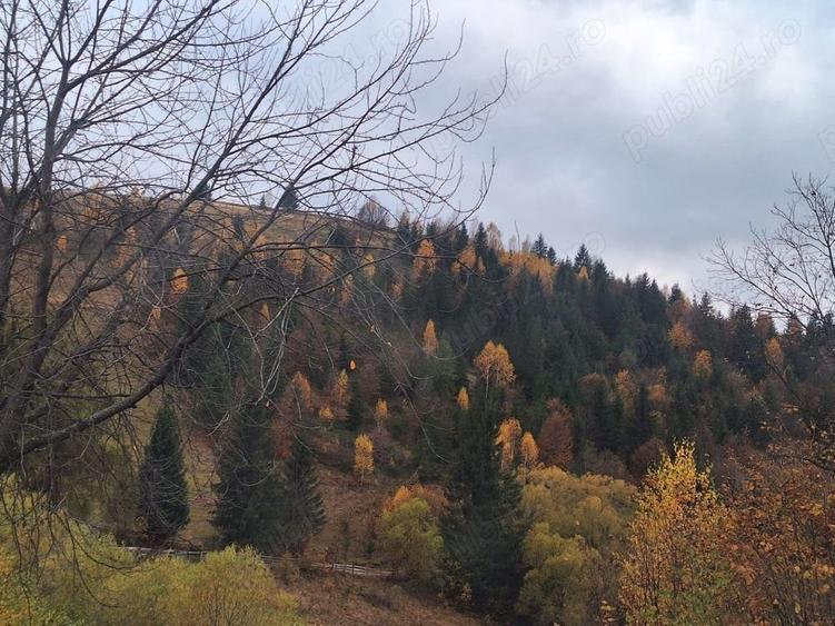 Teren de 1000 mp, în Fericet