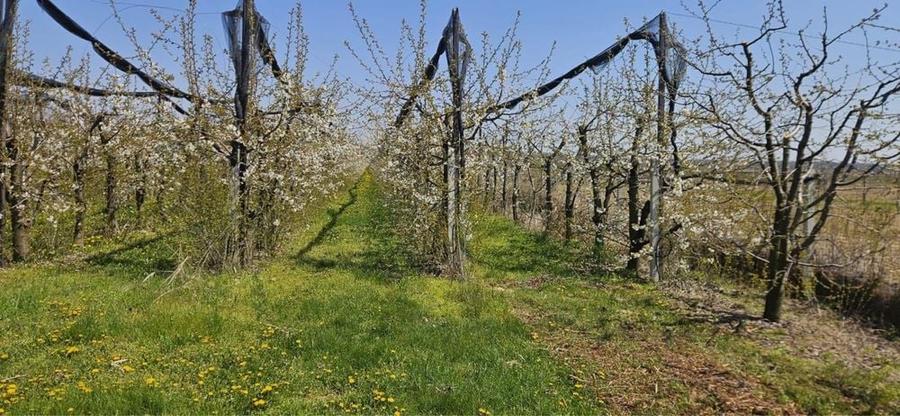 Teren de 11000 mp, în Mănești