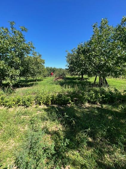 Casă individuală cu 4 camere cu Teren 2900 Mp în Iulia