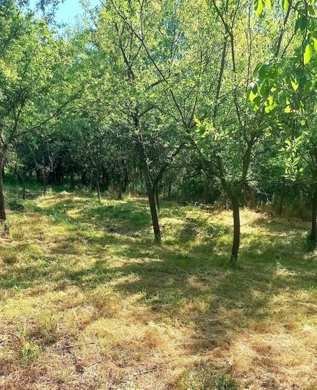Teren de 6000 mp, în Stoilești