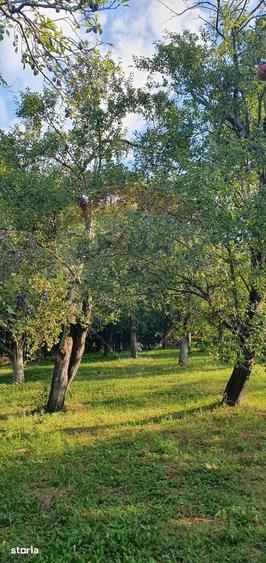 Teren de 4972 mp, în Bertea