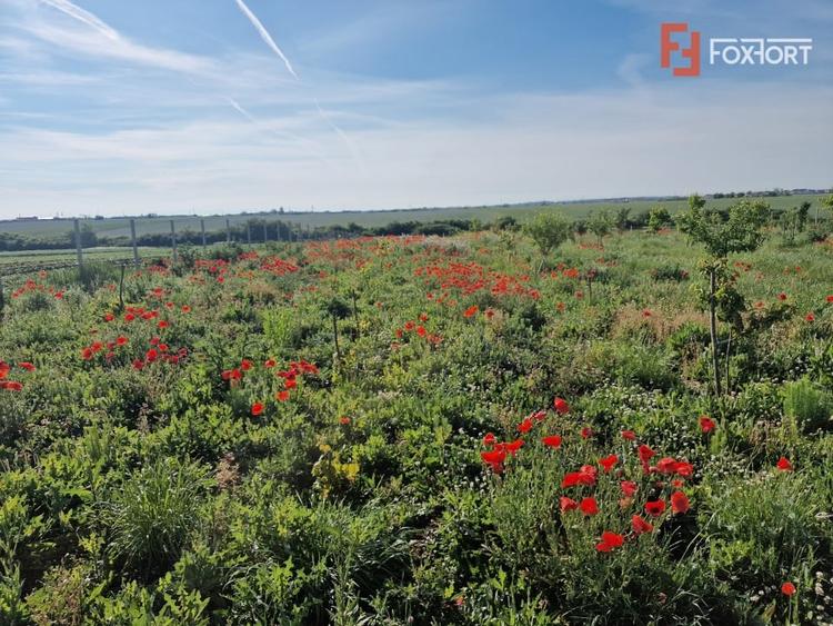 Teren agricol extravilan de 3500 mp, în Remetea Mare