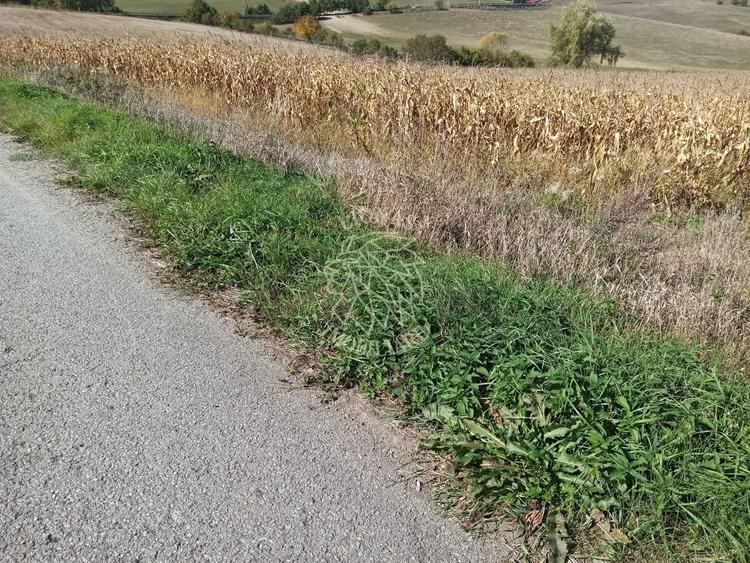 Teren agricol extravilan de 19900 mp, în Teaca