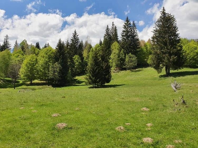 Teren Construcții intravilan de 7800 mp, în Măneciu