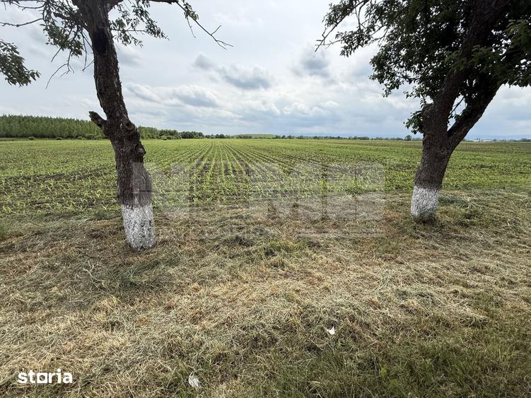 Teren extravilan de vanzare | Satu Mare, jude?ul Suceava | 3.750 mp - 3