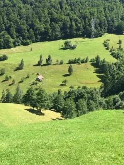Teren de 10000 mp, în Moieciu