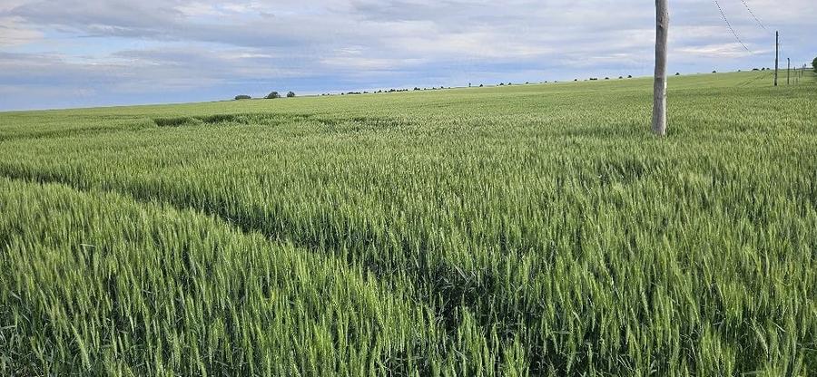 Teren de 15000 mp, în Cotu
