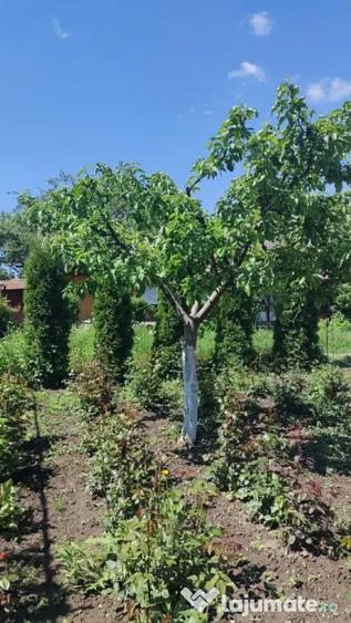Casă cu 2 camere cu Teren 2000 Mp în David
