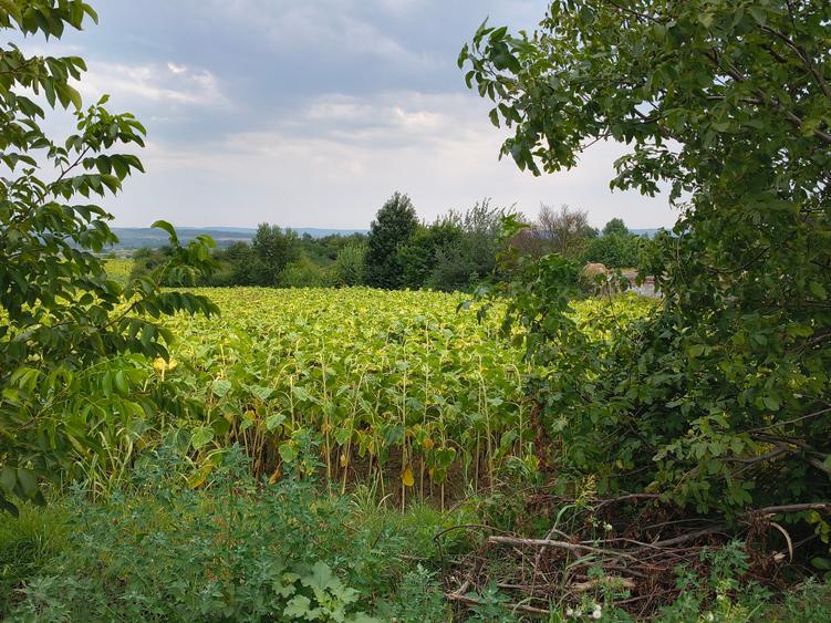 Teren agricol intravilan de 3000 mp, în Bogdan Vodă