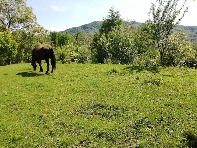 Teren Construcții intravilan de 2031 mp, în Bela