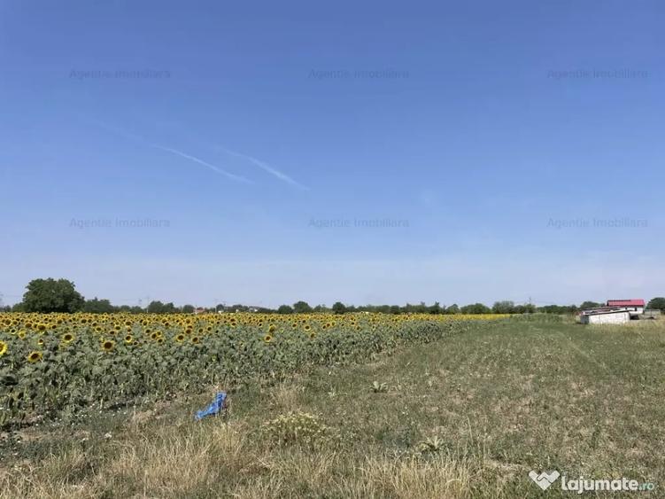Teren în Frumușani