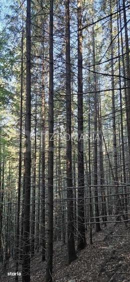 De vanzare padure de molid, 50 de ani, 17.500 mp, zona Molid, judetul