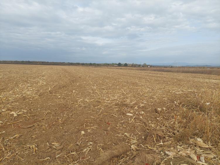 Teren Construcții intravilan de 9844 mp, în Dumbrava