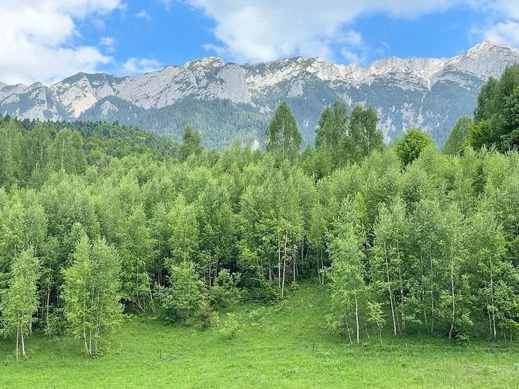 Teren de 12150 mp, în Plaiul Foii