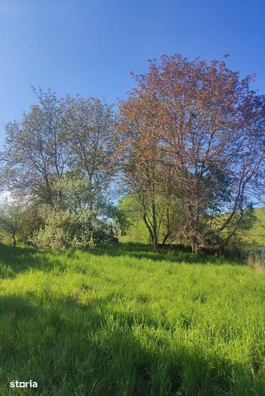 Teren de 1000 mp, în Ciurila